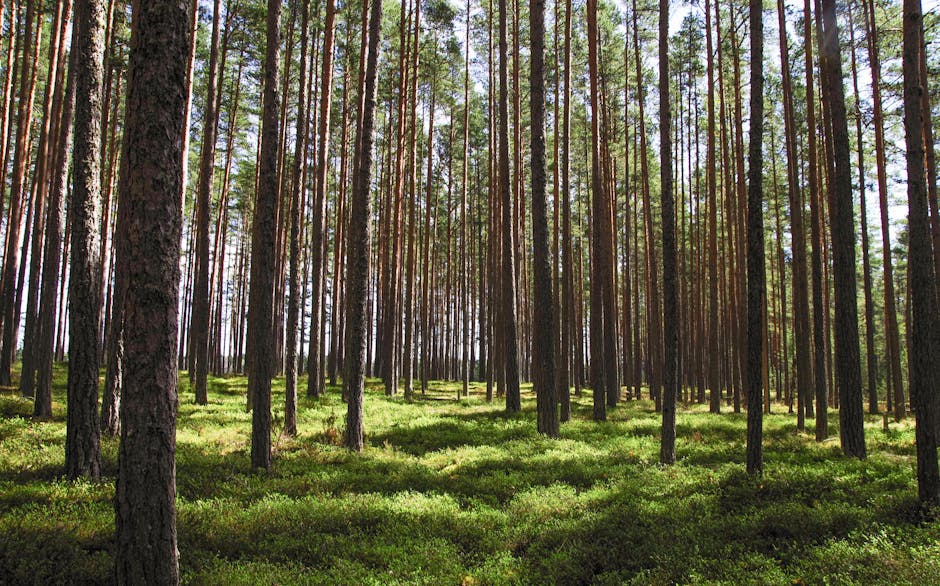 Explore a tranquil pine forest with tall trees and vibrant green undergrowth bathed in daylight.